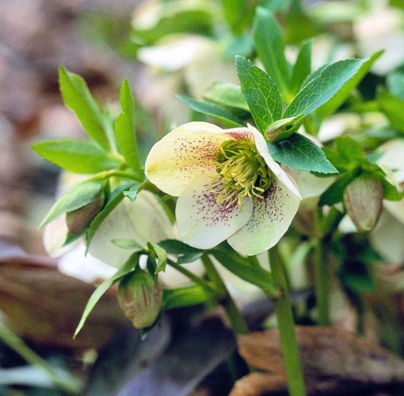 Морозник argutifolius