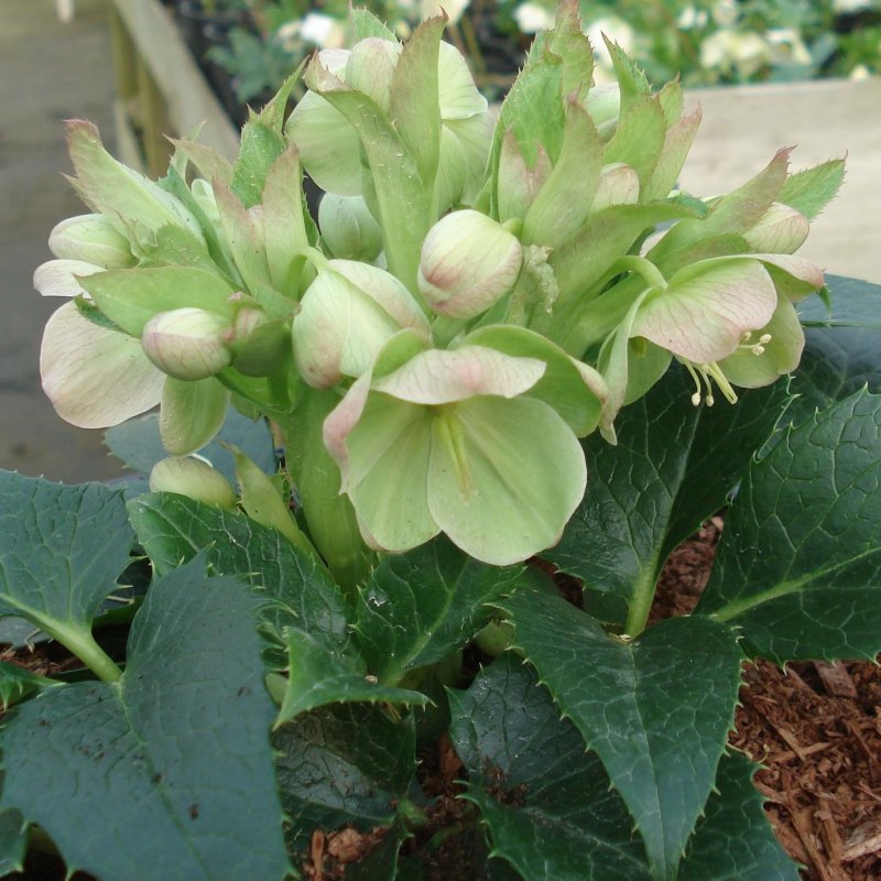 Helleborus lividus