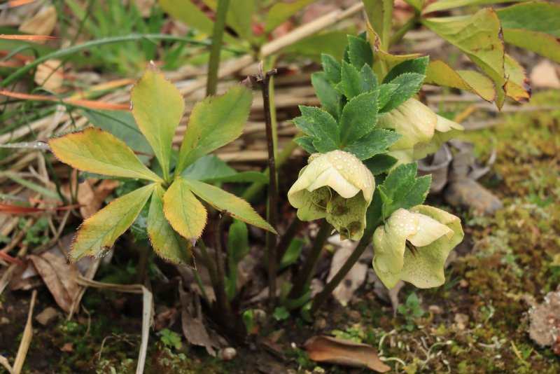 Морозник Helleborus argutifolius р9
