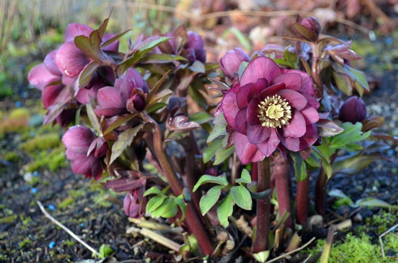 Helleborus foetidus