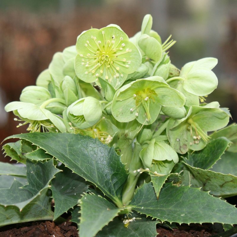 Морозник падуболистный (Helleborus argutifolius)