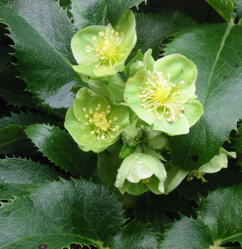 Морозник Helleborus argutifolius