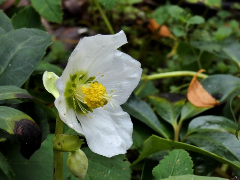 Helleborus argutifolius Pacific Frost