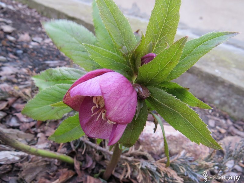 Helleborus vesicarius