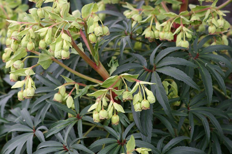 Helleborus foetidus