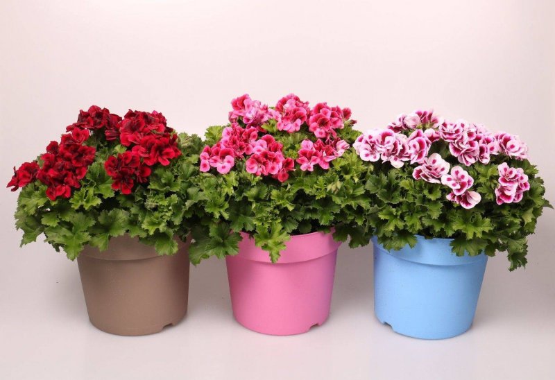 Pelargonium Garden