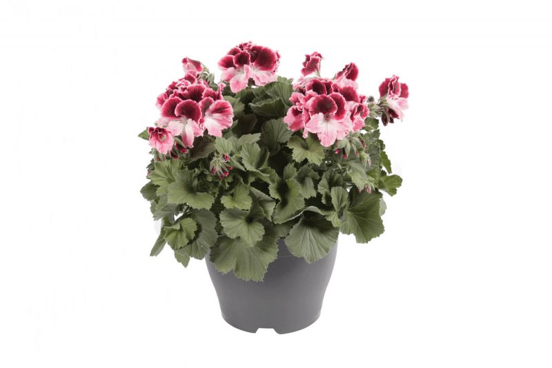 Pelargonium don Carlos