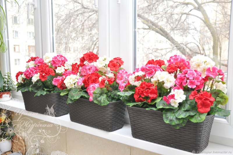 Пеларгония ANGELEYES bicolor