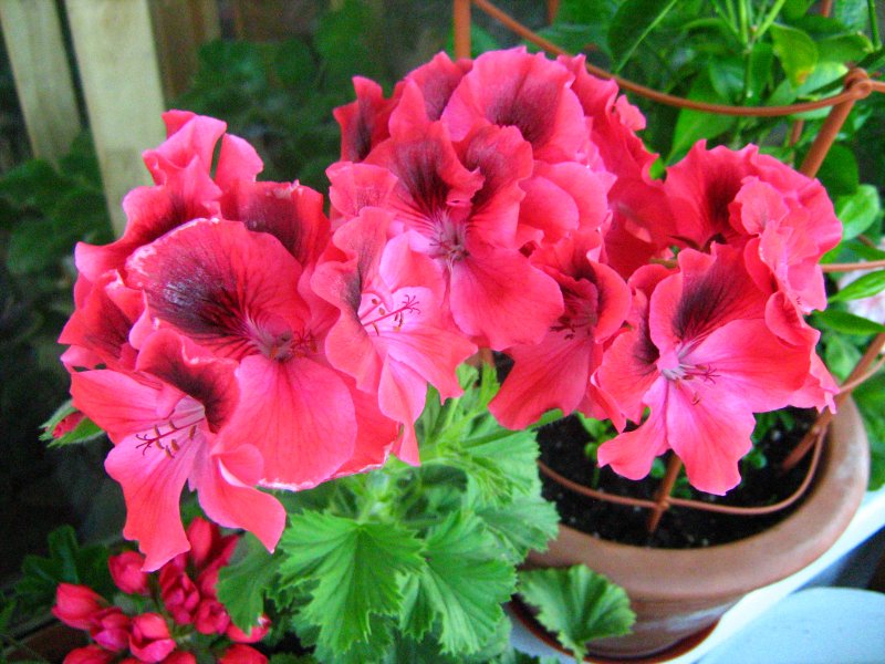 Пеларгония Pelargonium Florella Purple