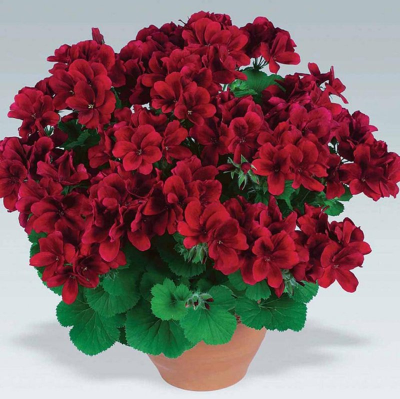 Пеларгония Pac ANGELEYES bicolor
