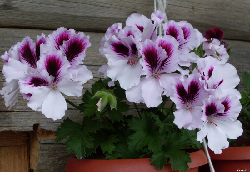 Королевская пеларгония Regalia Purple