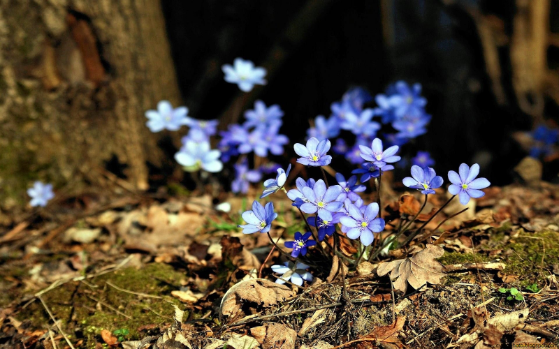 Печеночница hepatica Nobilis Red Forest