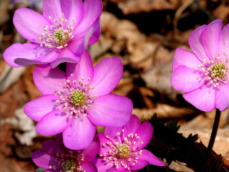 Печеночница японская Pink Forest