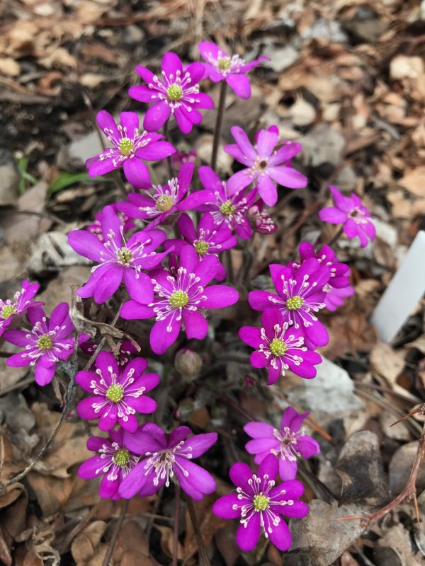 Печеночница hepatica Nobilis Red Forest