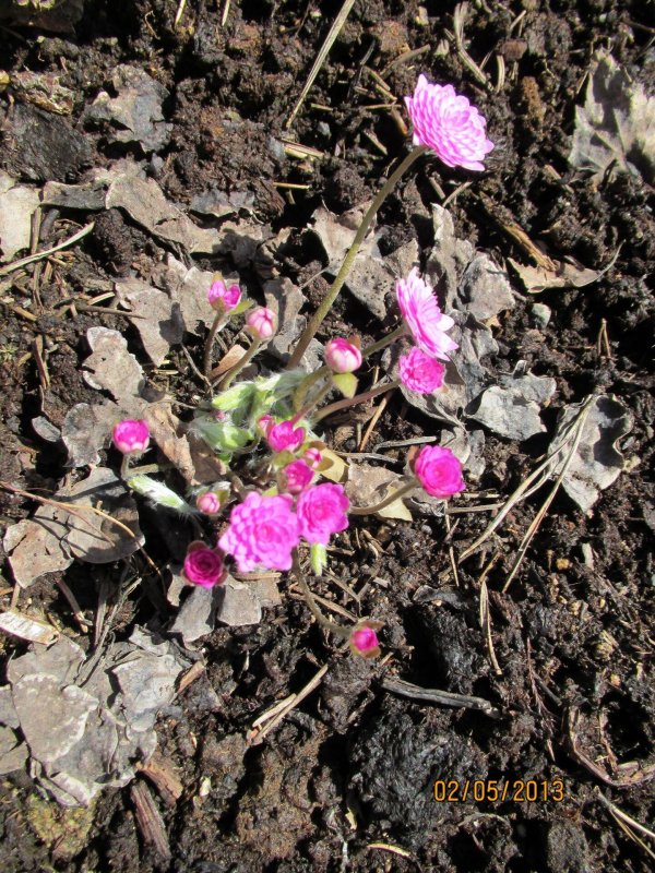 Печеночница благородная (hepatica Nobilis)