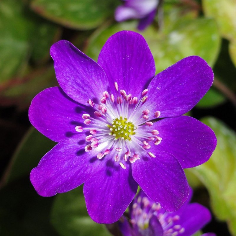 Печеночница благородная (hepatica Nobilis)