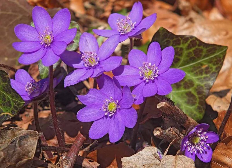Печеночница Nobilis Nobilis