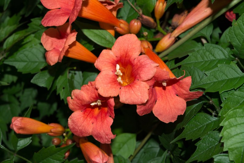 Campsis radicans (кампсис)