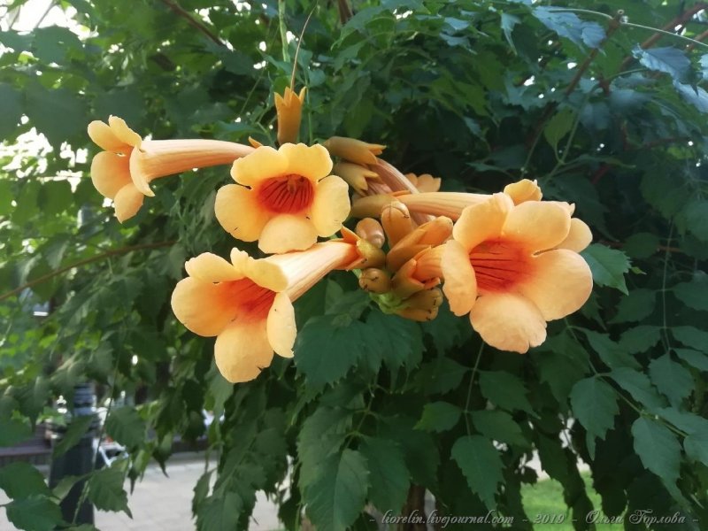 Кампсис Флава