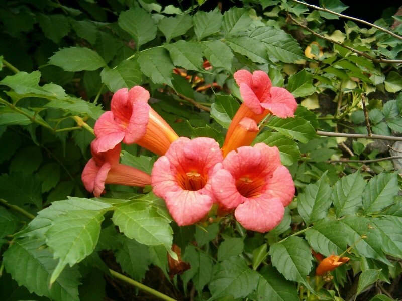 Campsis radicans (кампсис)