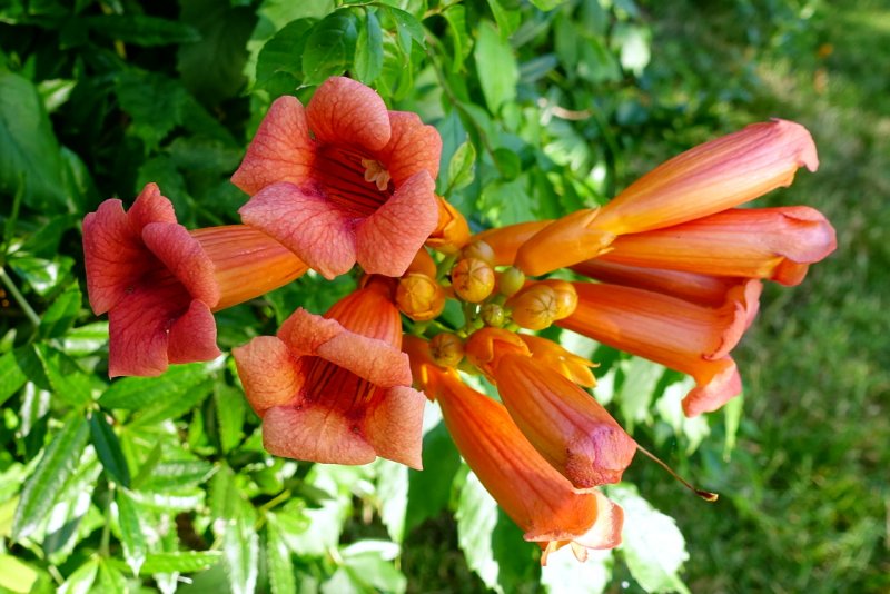 Campsis radicans (кампсис)