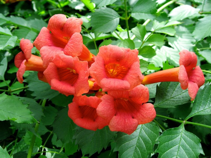 Кампсис укореняющийся Campsis radicans