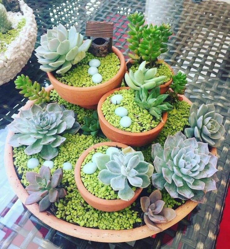 Мини сад Суккуленты мини сад Суккуленты