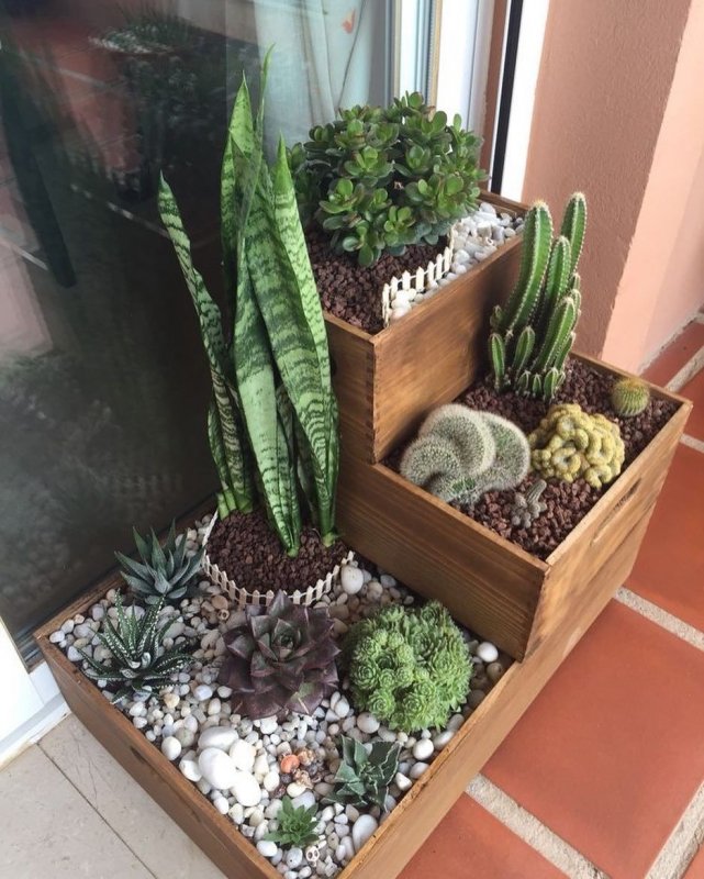 Фитодизайн с кактусами