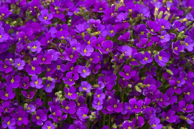 Обриета Cascade Purple