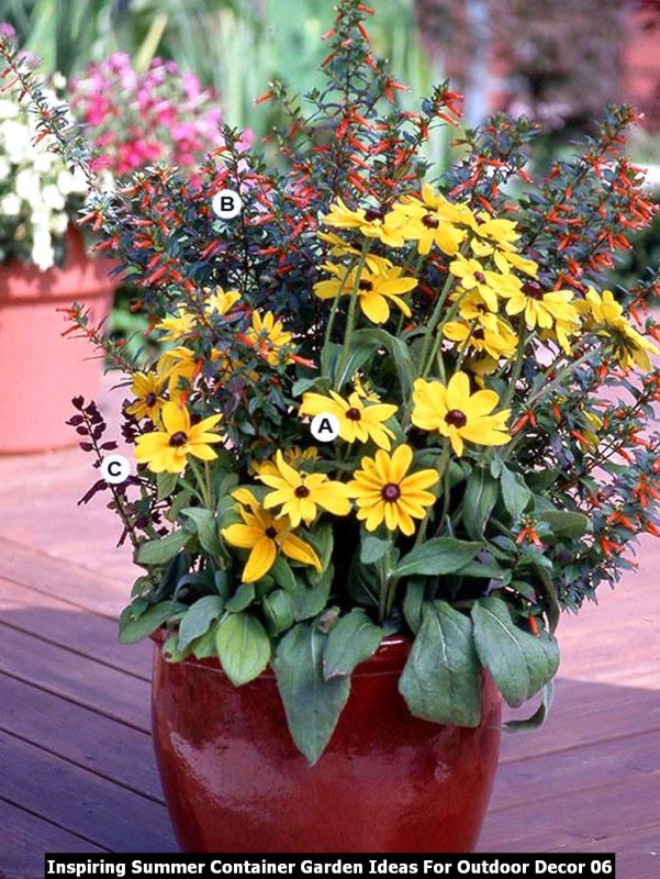 Рудбекия блестящая (Rudbeckia fulgida `Goldsturm`)