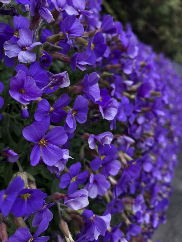 Aubrieta deltoidea Обриета дельтовидная