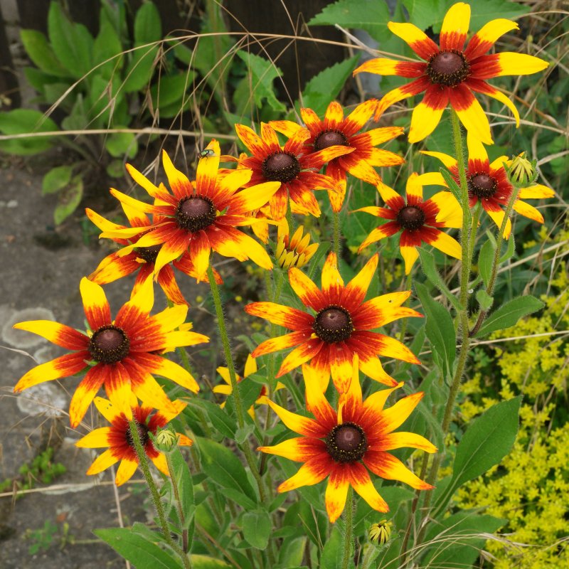 Рудбекия (Rudbeckia) Goldsturm