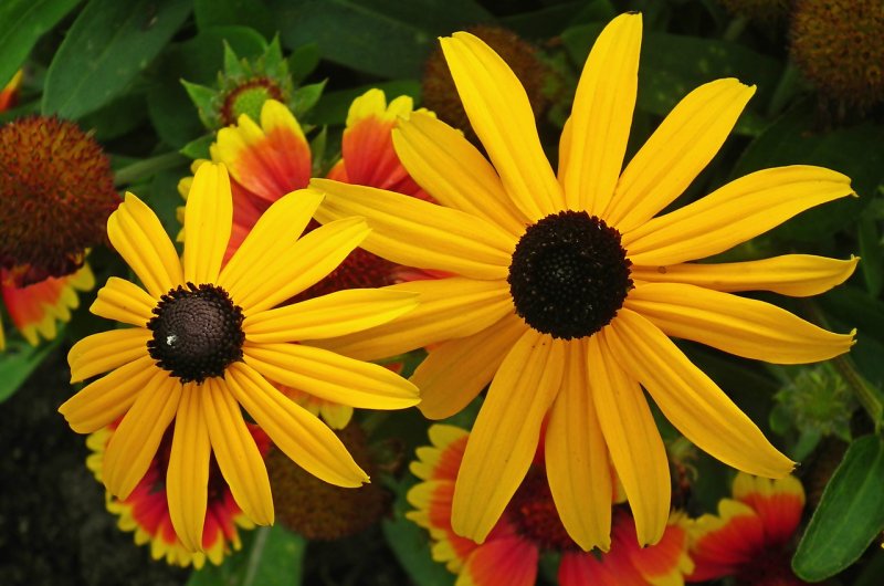 Рудбекия блестящая (Rudbeckia fulgida `Goldsturm`)