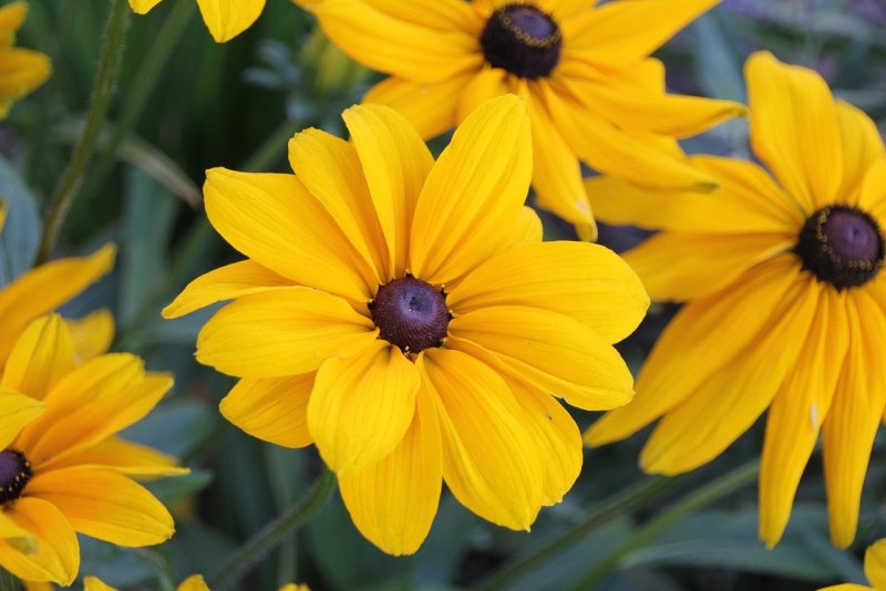 Рудбекия блестящая (Rudbeckia fulgida `Goldsturm`)
