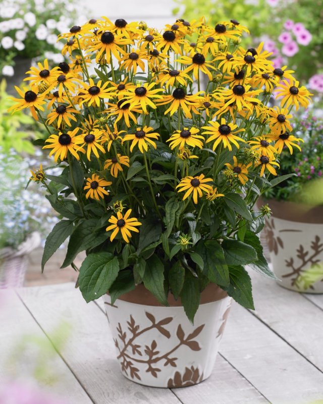 Рудбекия Rudbeckia Summerina Pumpernickel