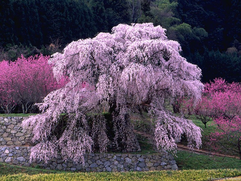 Prunus subhirtella 'pendula' (вишня)