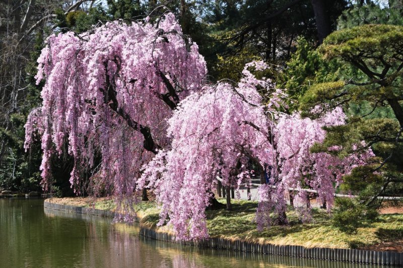 Cherry Blossoms London