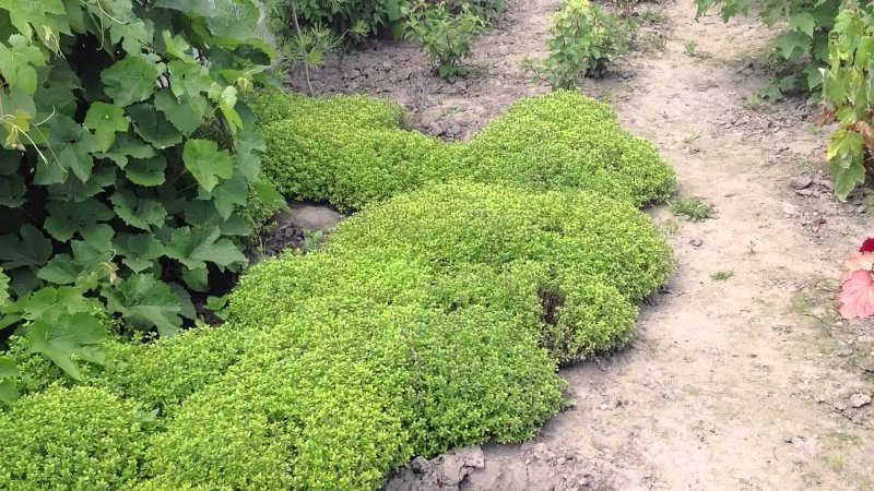 Пряные почвопокровные кустарники
