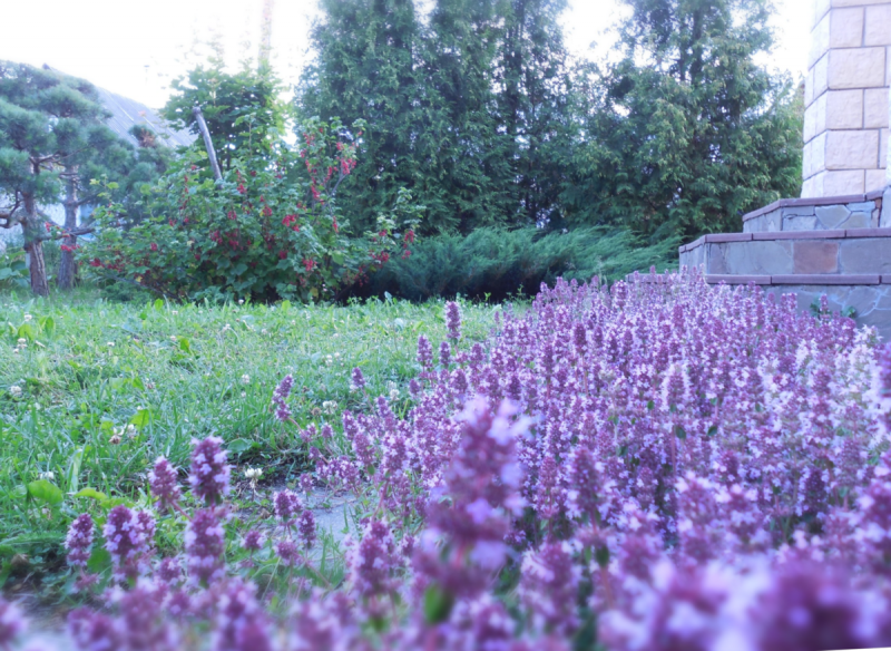Чабрец на даче (61 фото)