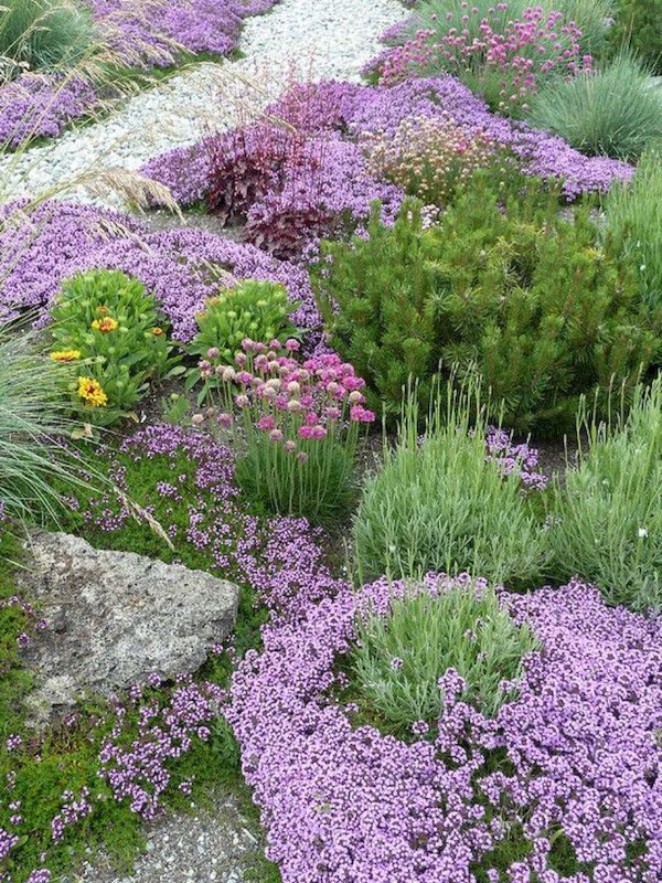 Тимьян ползучий (Thymus serpyllum 'Magic Carpet')