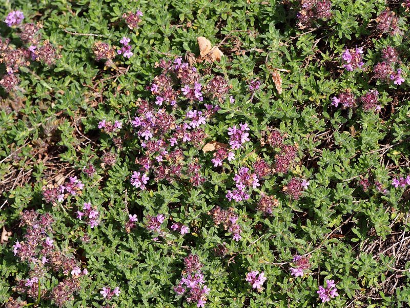 Тимьян Дорфлера (Thymus doerfleri 'Bressingham seedling')