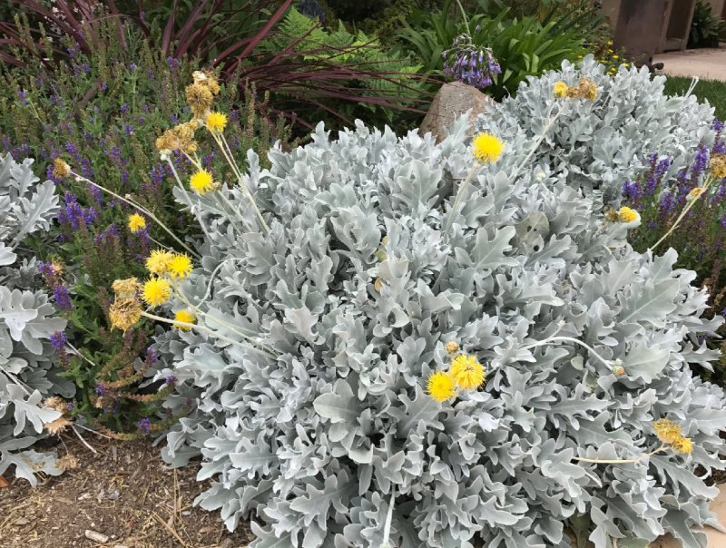 Цинерария серебристая Dusty Miller