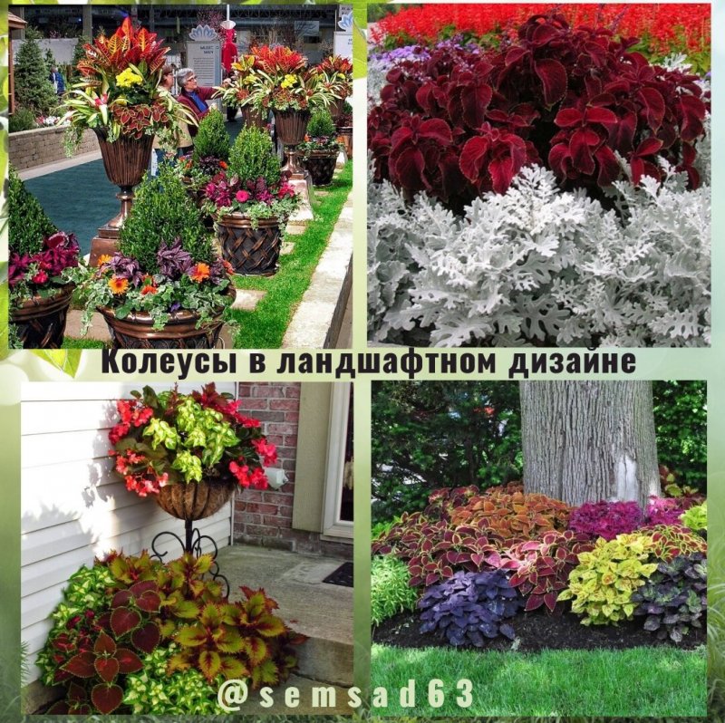 Колеус церинария