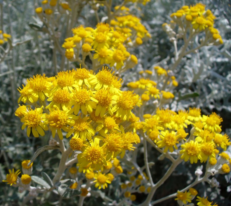 Крестовник Приморский (Senecio cineraria