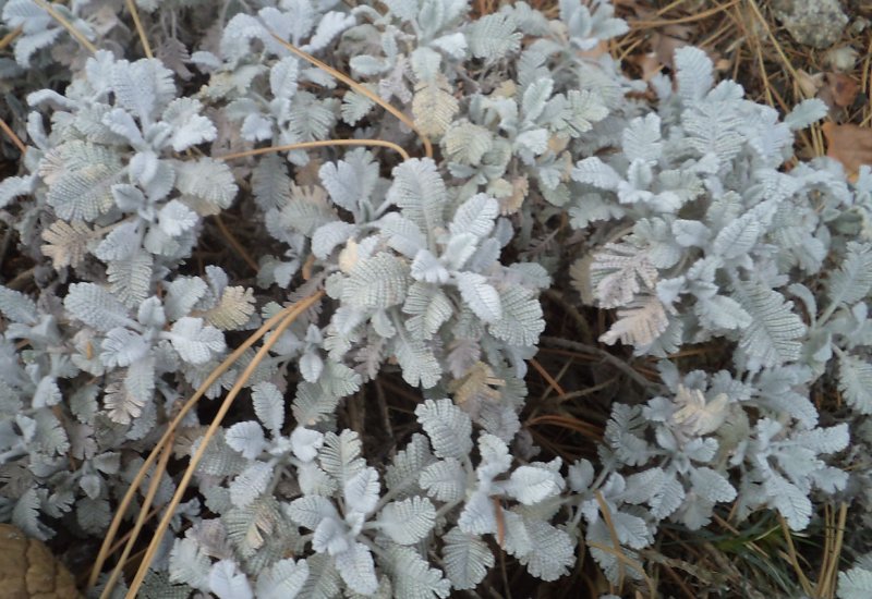 Пижма серебристая (Tanacetum argenteum).