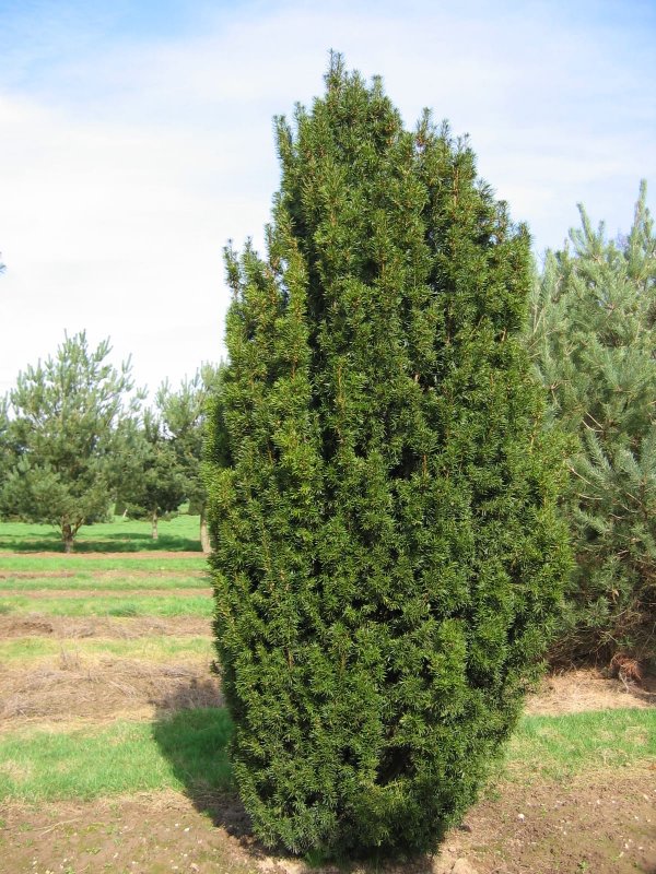 Тисс ягодный - Taxus baccata l