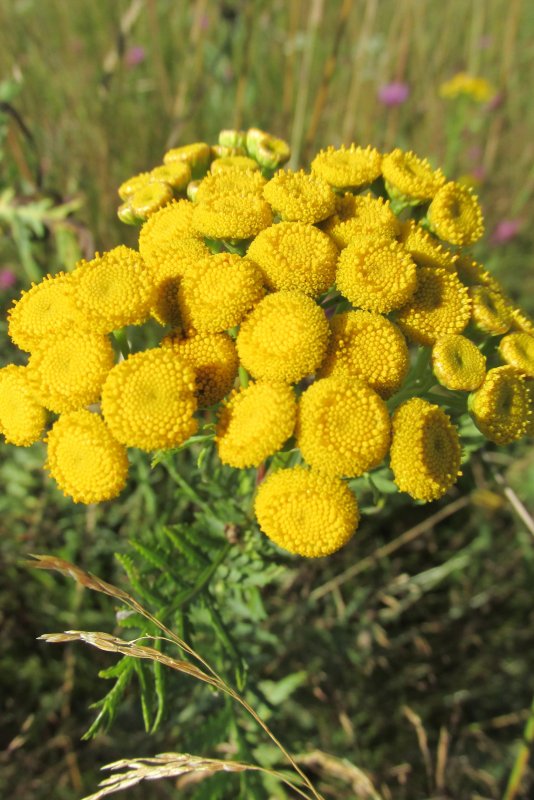 Пижма Хараджана (Tanacetum haradjanii).