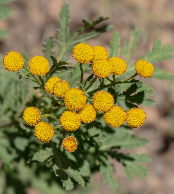 Пижма Хараджана (Tanacetum haradjanii).