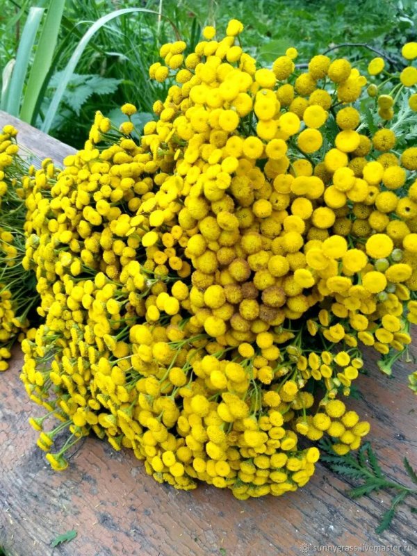 Пижма Садовая