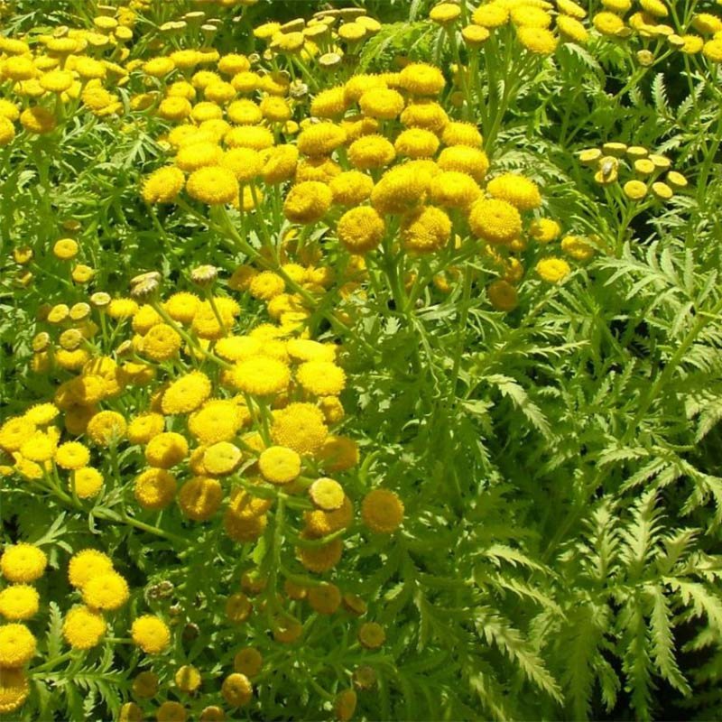 Tanacetum vulgare 'Isla Gold'
